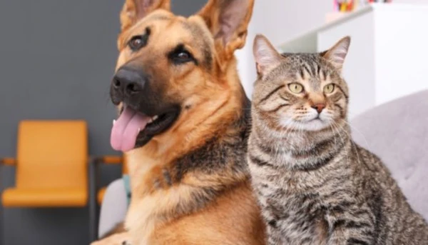 Belém recebe campanha de adoção pet neste sábado (17)