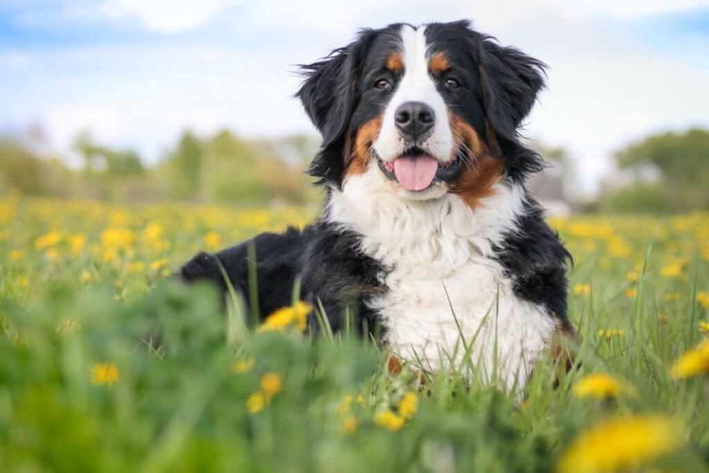O bernese é extremamente gentil e afetuoso (Imagem: Eve Photography | Shutterstock)