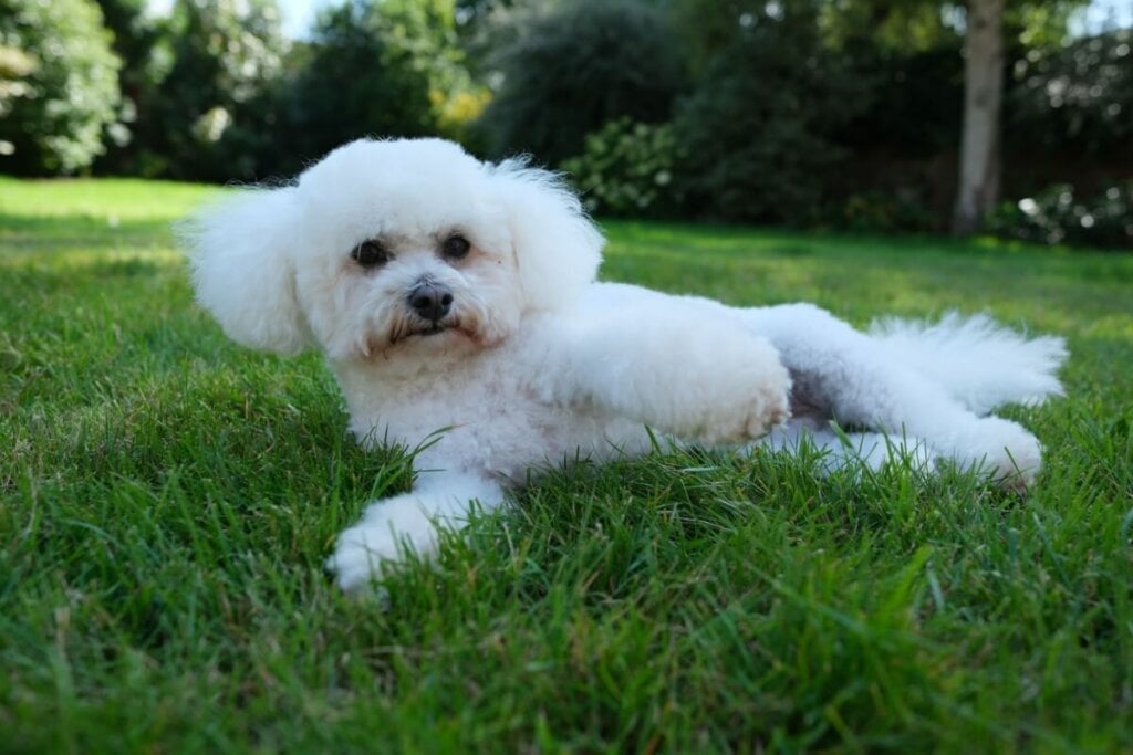 O bichon frisé é inteligente e um ótimo companheiro para idosos ou crianças (Imagem: Matthew Nichols1 | Shutterstock)