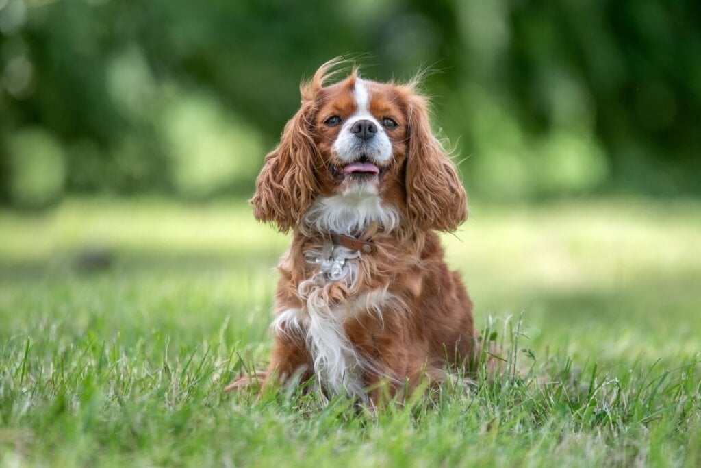 O cavalier king charles spaniel é extremamente carinhoso (Imagem: BAUER Alexandre | Shutterstock)