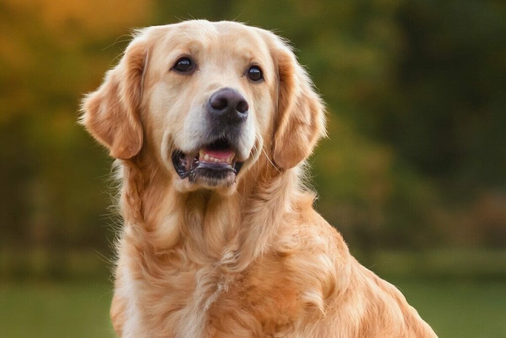 O golden retriever é reconhecido por sua inteligência e gentileza (Imagem: Nikaletto | Shutterstock)