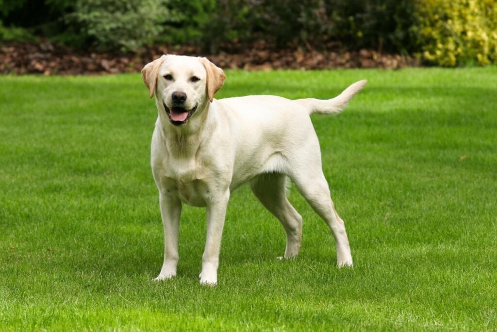 O labrador retriever é brincalhão e muito sociável (Imagem: Radomir Rezny | Shutterstock)