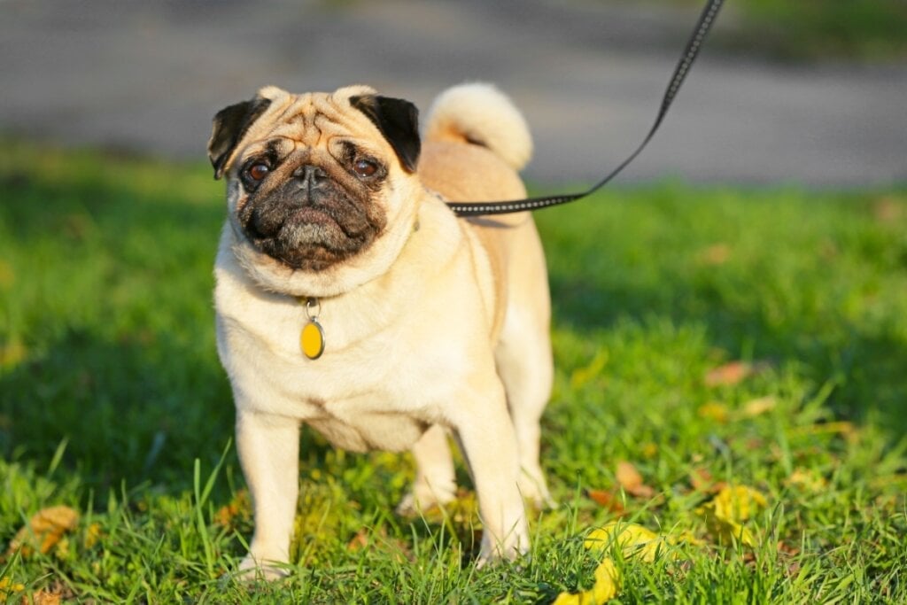 O pug tem um temperamento calmo e amoroso (Imagem: Pixel-Shot | Shutterstock)