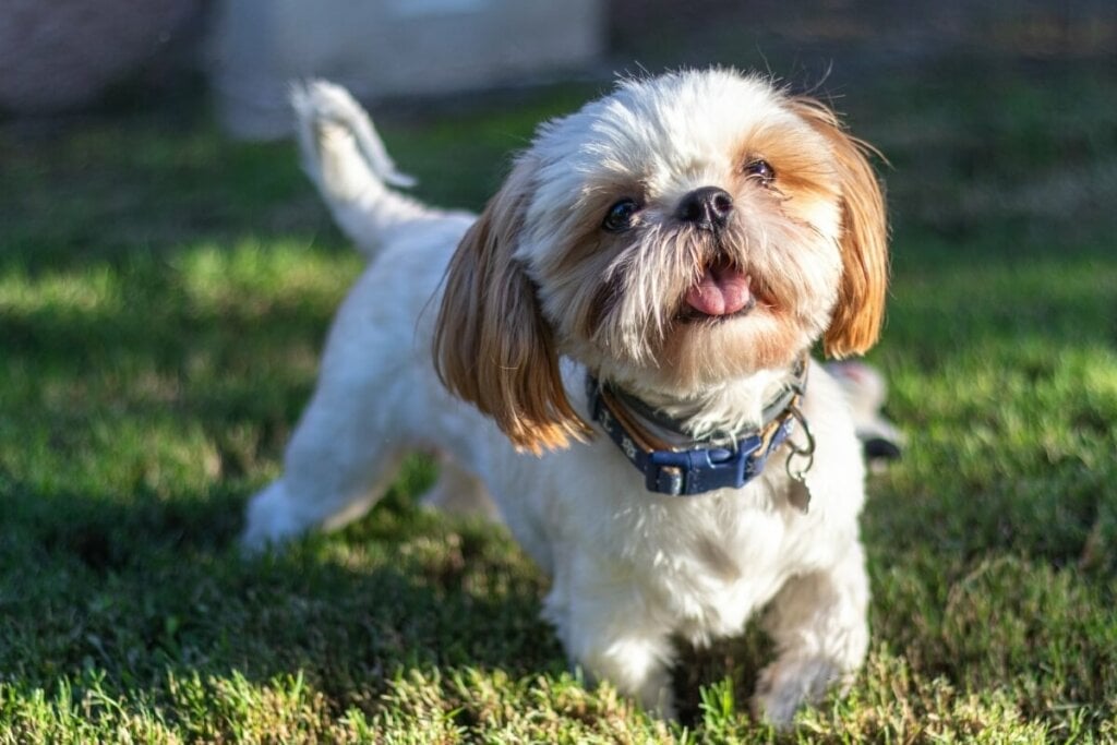 O shih tzu é um cão companheiro e dócil (Imagem: Brenda Areli55 | Shutterstock) 