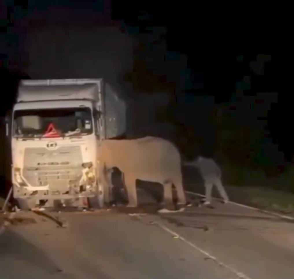 Imagem - Mãe elefante permanece por mais de 5 horas tentando salvar seu bebê atropelado