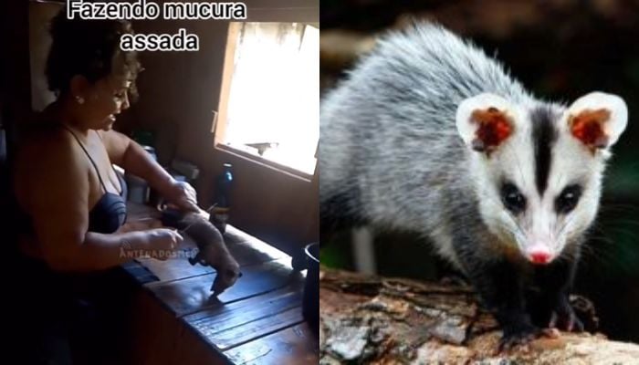 Imagem - Mucura assada com açaí; mulher viraliza preparando a iguaria