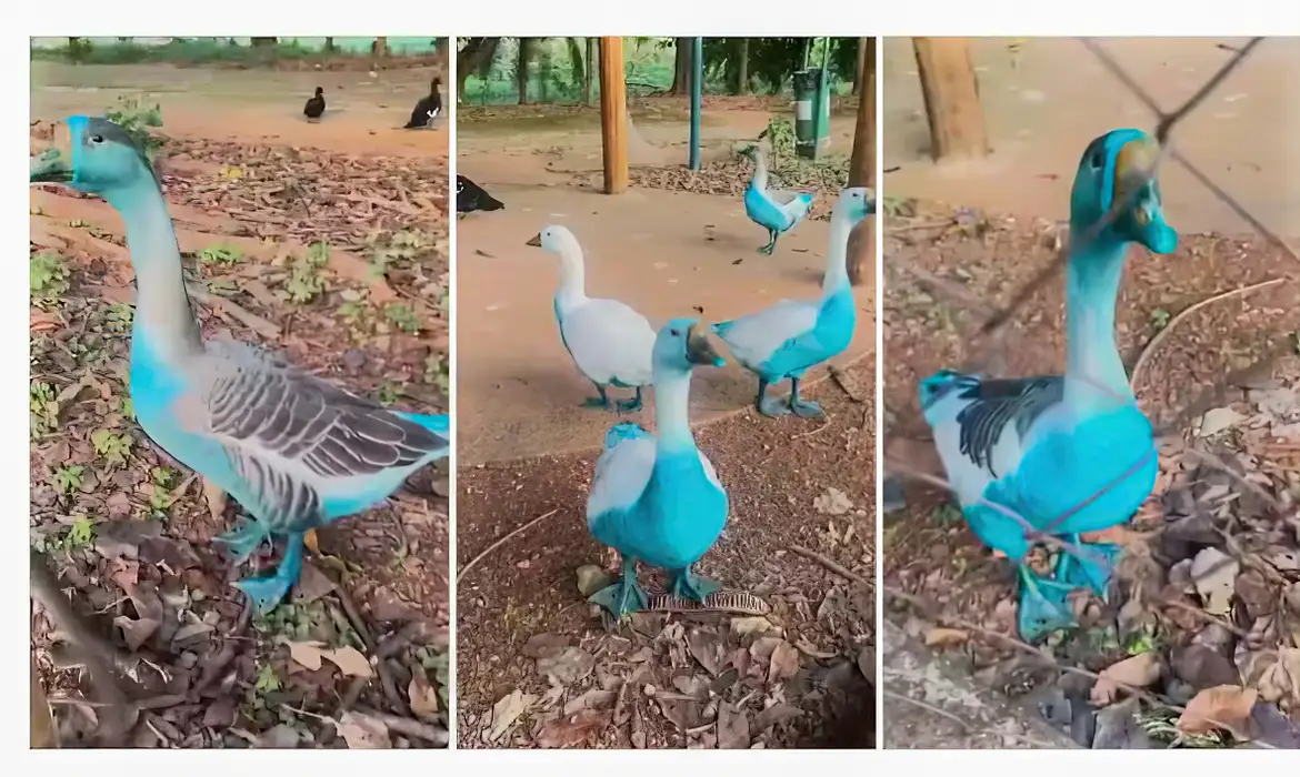 Patos e gansos ficaram tingidos de azul. 