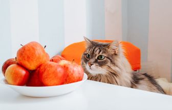 Veja como oferecer certos alimentos ao gato de forma segura