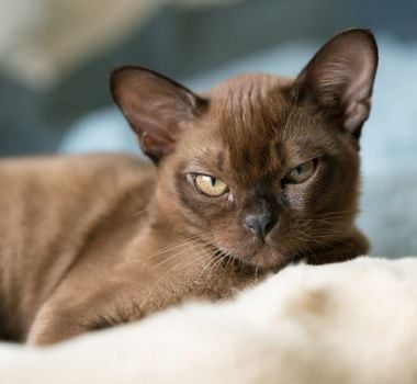 Imagem - 8 raças de gato mais inteligentes 