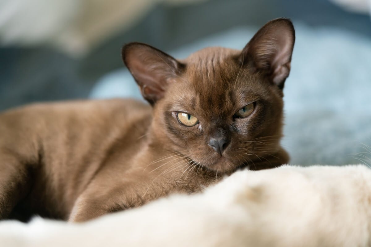 A inteligência é destaque entre algumas raças de gatos (Imagem: biggunsband | Shutterstock) 