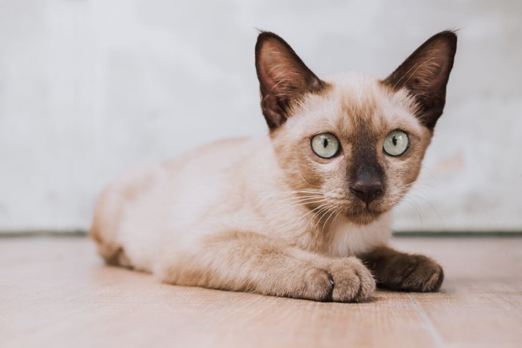 O gato burmês aprende truques com facilidade e é conhecido por seu comportamento brincalhão (Imagem: redart14 | Shutterstock) 