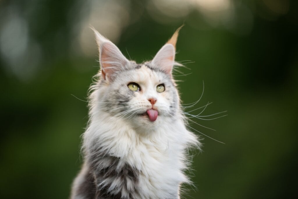 O gato maine coon aprende com facilidade a andar na coleira e responde bem a estímulos de aprendizagem (Imagem: Nils Jacobi | Shutterstock)