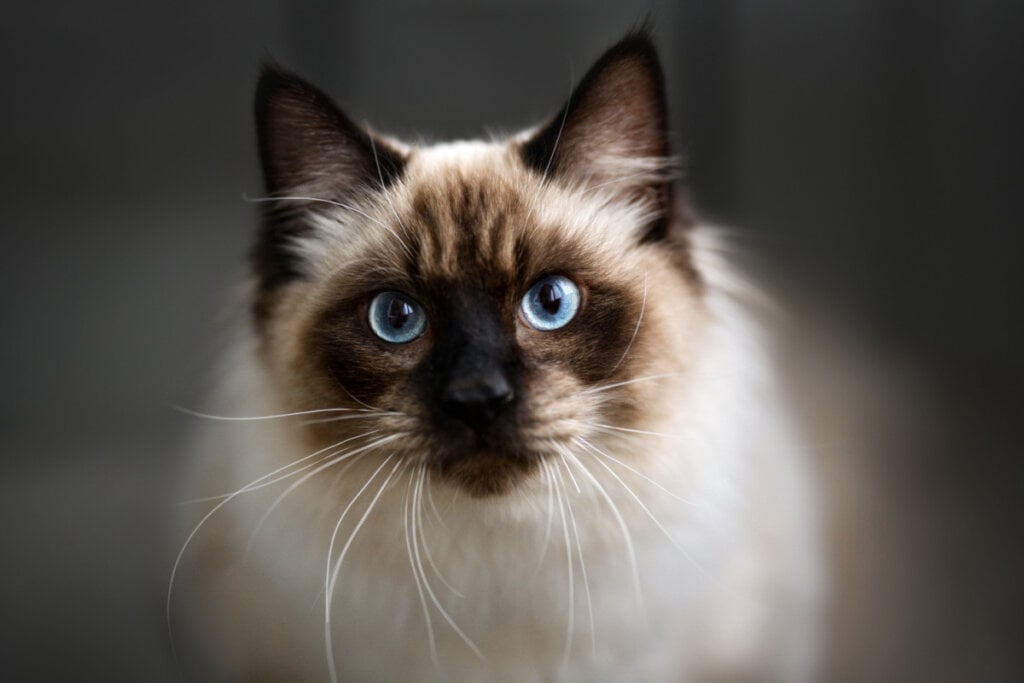 O gato ragdoll é muito inteligente e ligado ao tutor(Imagem: Otsphoto | Shutterstock)