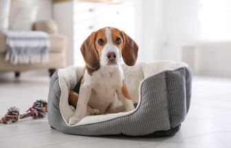 Veja o que fazer caso seu animal sofra uma queda
