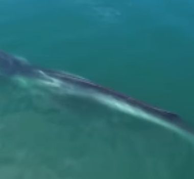 Imagem - Guia turístico flagra baleia-fin em Angra dos Reis com drone; assista