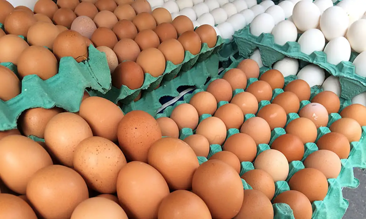 Imagem - Gripe aviária: Minas Gerais descarta 450 toneladas de ovos férteis