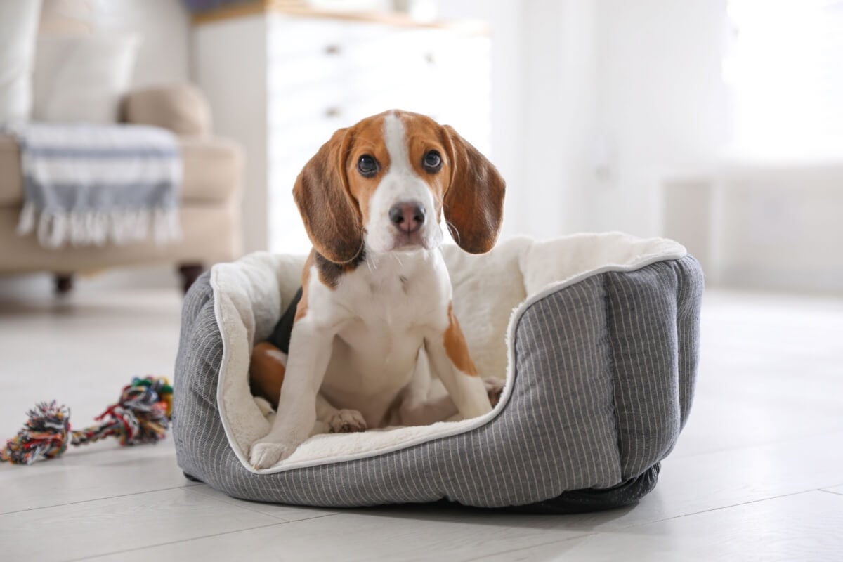 Imagem - Veja o que fazer caso seu animal sofra uma queda