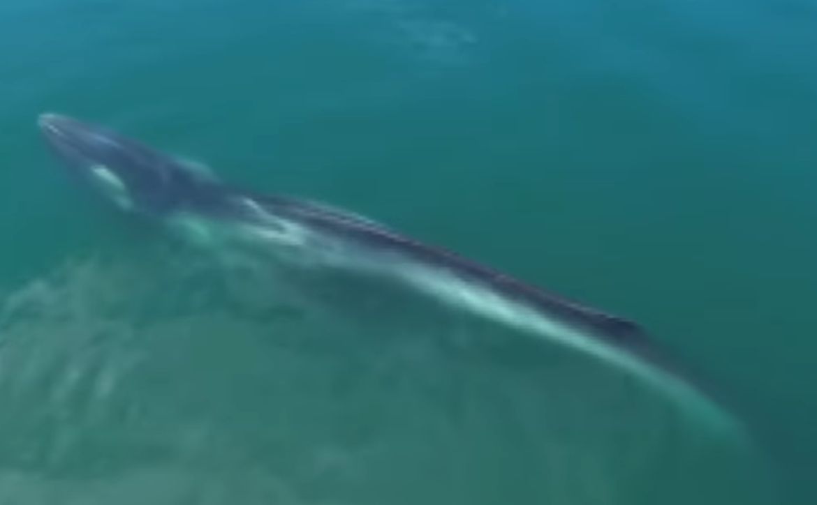 Guia turístico flagra baleia-fin em Angra dos Reis com drone; assista