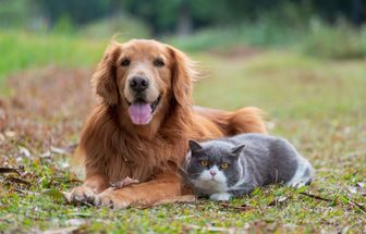 Entenda como é feita a transfusão de sangue em animais
