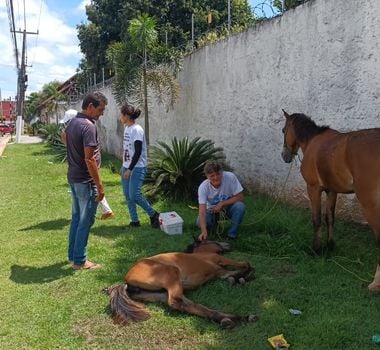 Imagem - Prefeitura age rapidamente em casos de maus-tratos a animais em Belém