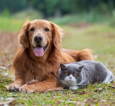 Imagem - Entenda como é feita a transfusão de sangue em animais