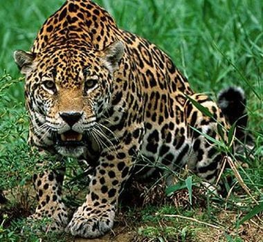 Imagem - Onça-pintada do Pará embarca em missão de preservação em viagem a São Paulo