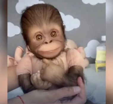 Imagem - Pet reborn: venda de bonecos de animais é criticada por ativistas; assista