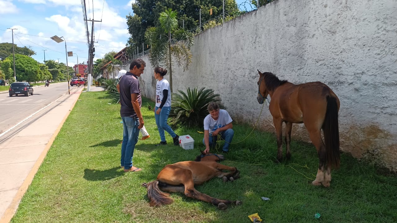 Imagem - Prefeitura age rapidamente em casos de maus-tratos a animais em Belém