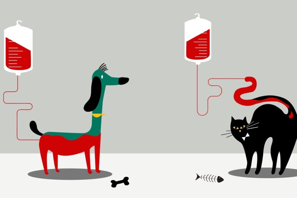 Para ser um doador de sangue, o animal precisa atender a alguns critérios (Imagem: Rawpixel.com | Shutterstock)