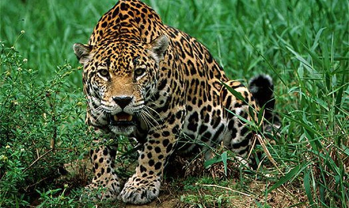 Imagem - Onça-pintada do Pará embarca em missão de preservação em viagem a São Paulo