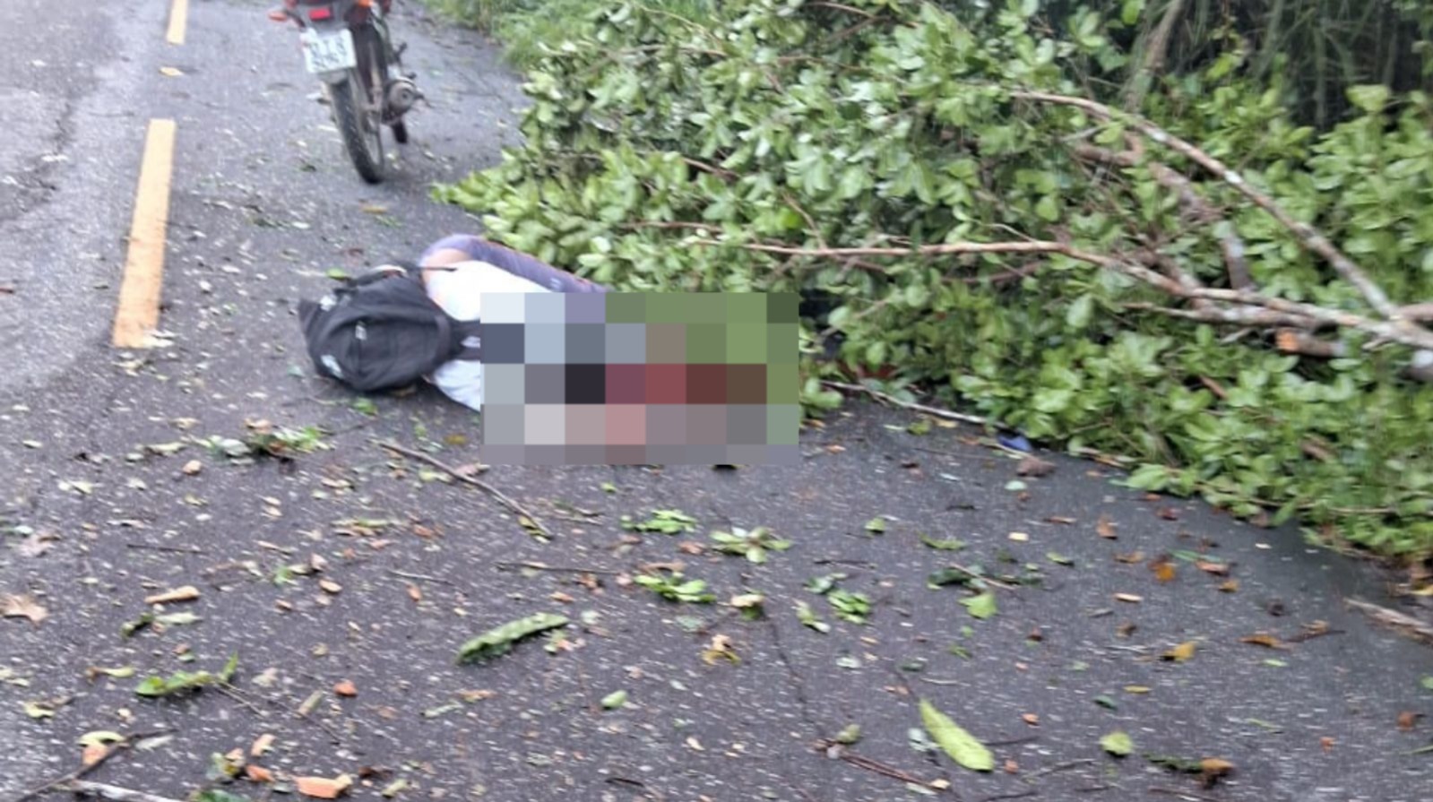 Imagem - Motociclista morre ao colidir com árvore caída em estrada do Pará