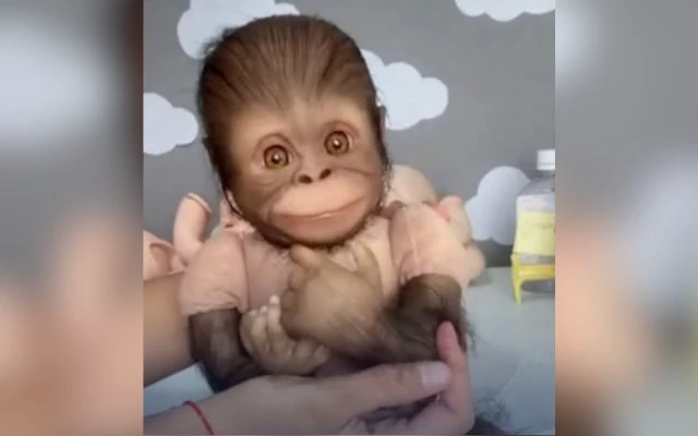 Pet reborn