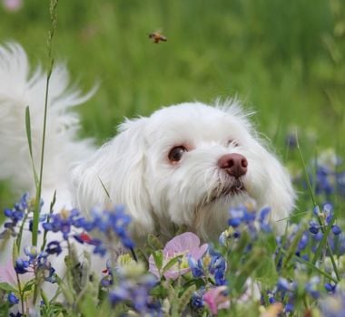 Imagem - Saiba o que fazer quando o animal é picado por uma abelha