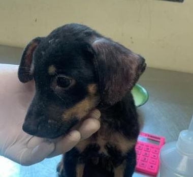 Imagem - Cachorrinho arremessado de muro em Belém recebe cuidados e vai para adoção; saiba como adotar