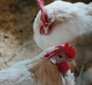 Imagem - Pará tem um caso suspeito de gripe aviária sendo investigado; veja local