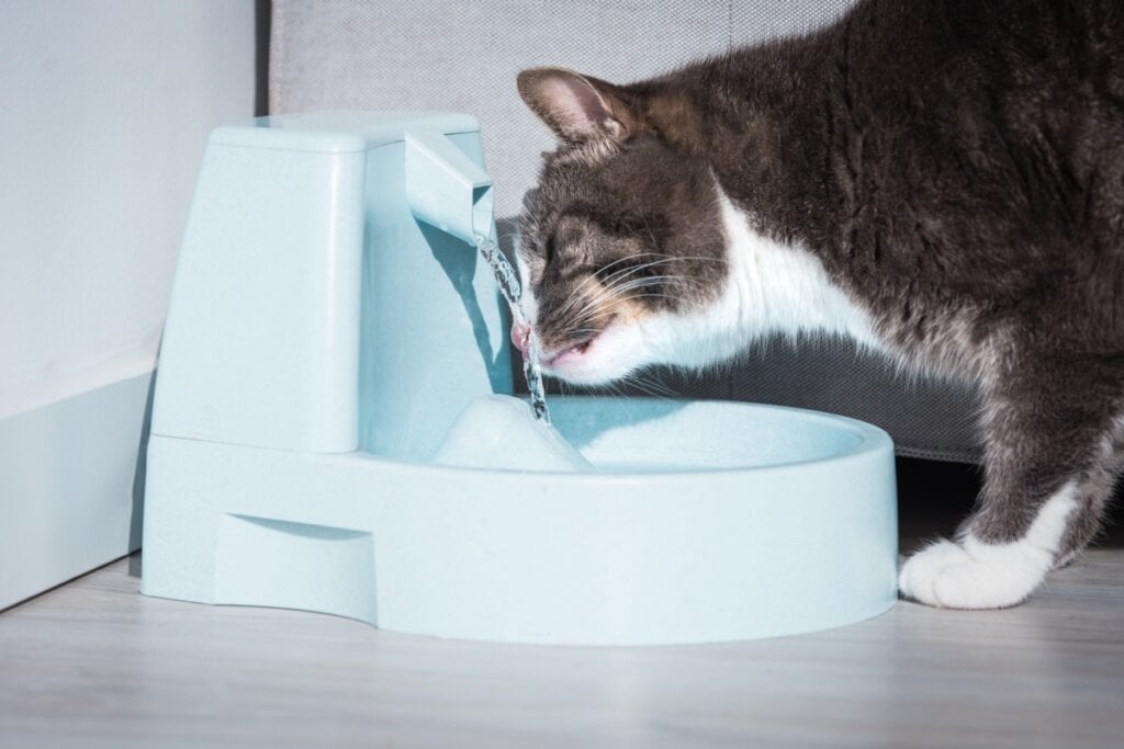 Espalhar potes e fontes de água pela casa incentiva os gatos a beberem água (Imagem: Creative Cat Studio | Shutterstock)