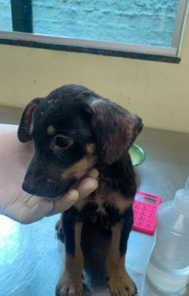 Imagem - Cachorrinho arremessado de muro em Belém recebe cuidados e vai para adoção; saiba como adotar