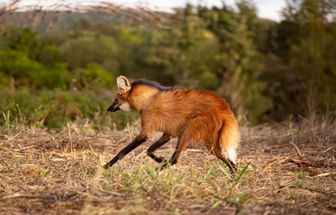 8 curiosidades incríveis sobre o lobo-guará 