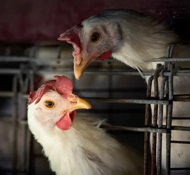 Imagem - Gripe aviária: Filipinas e Jordânia suspendem importação de carne de aves de todo Brasil
