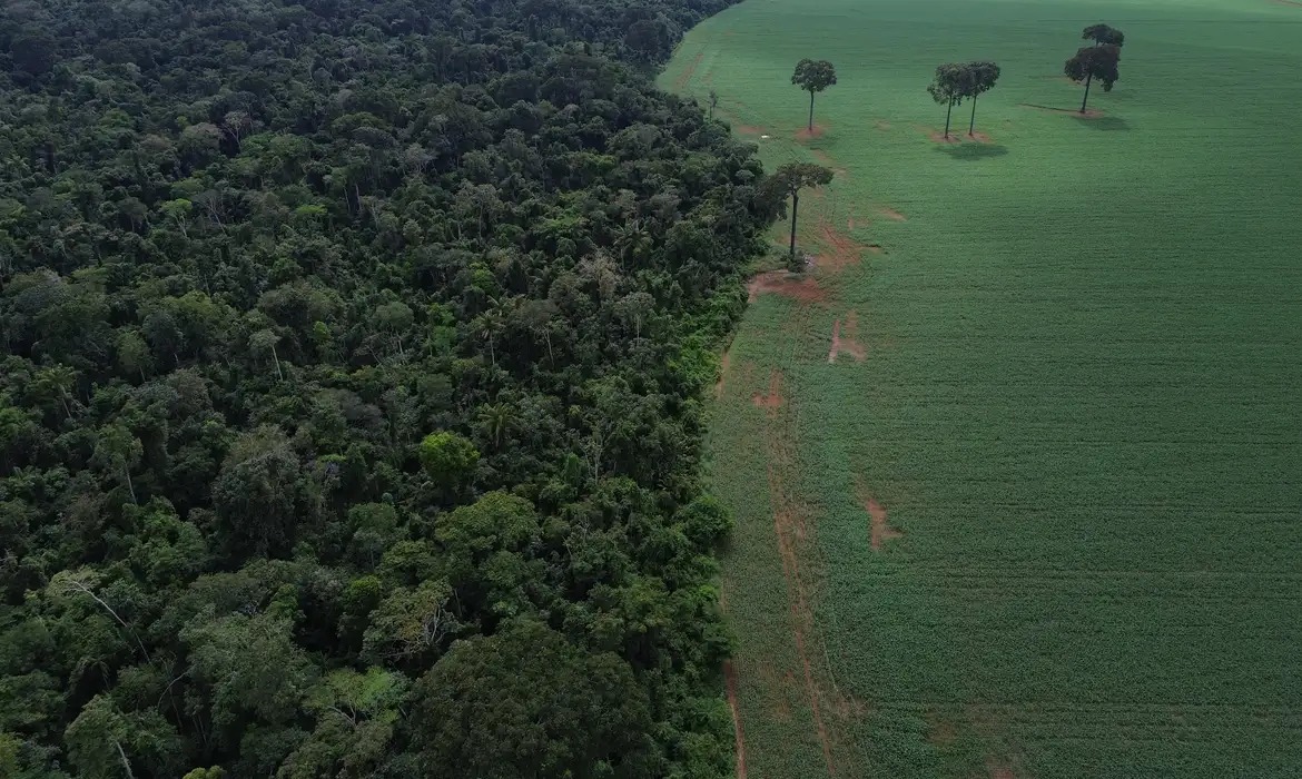 Imagem - Brasil e a Bolívia perdem 6,7 milhões de hectares de floresta primária, diz estudo