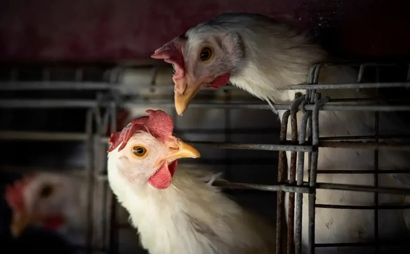 Imagem - Gripe aviária: Filipinas e Jordânia suspendem importação de carne de aves de todo Brasil