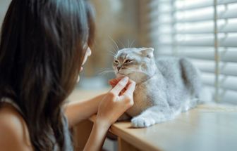 8 raças de gato extremamente dóceis 