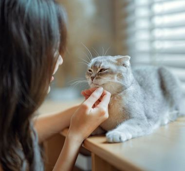 Imagem - 8 raças de gato extremamente dóceis 