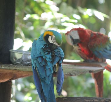 Imagem - Araras adaptadas reforçam biodiversidade no Bosque Rodrigues Alves