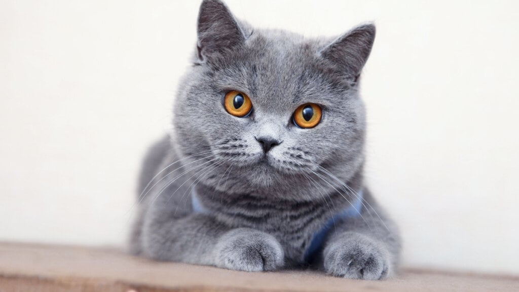 O gato british shorthair é apegado ao tutore e gosta da presença humana (Imagem: FotoMirta | Shutterstock)