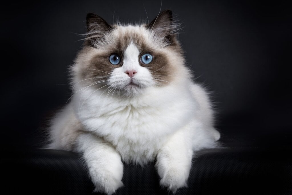 O gato ragdoll tem um temperamento dócil, além de uma aparência encantadora (Imagem: Nynke van Holten | Shutterstock)