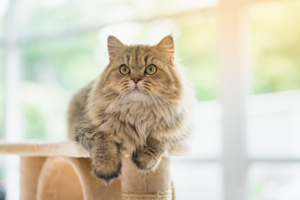 Os gatos persas criam laços profundos com seus tutores e costumam responder bem ao carinho  (Imagem: ANURAK PONGPATIMET | ShutterStock)