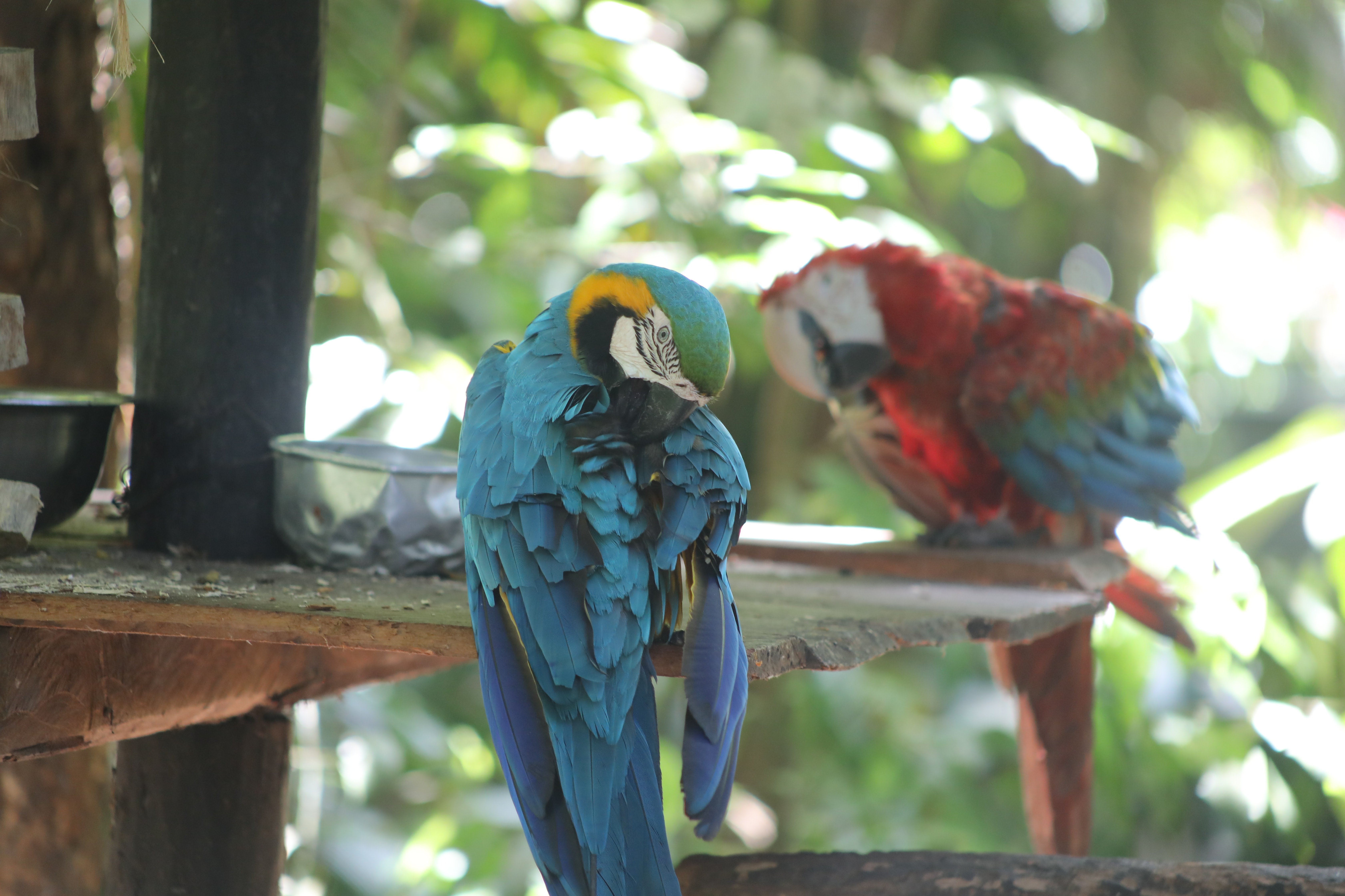 Mais novos habitantes do Bosque Rodrigues Alves