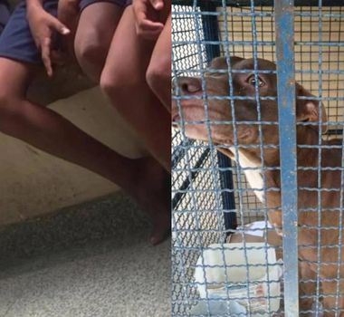 Imagem - Vídeo: pitbull invade escola e ataca seis crianças no Rio de Janeiro