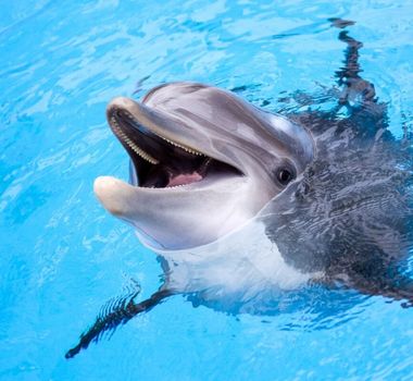 Imagem - 6 animais que parecem estar sempre sorrindo